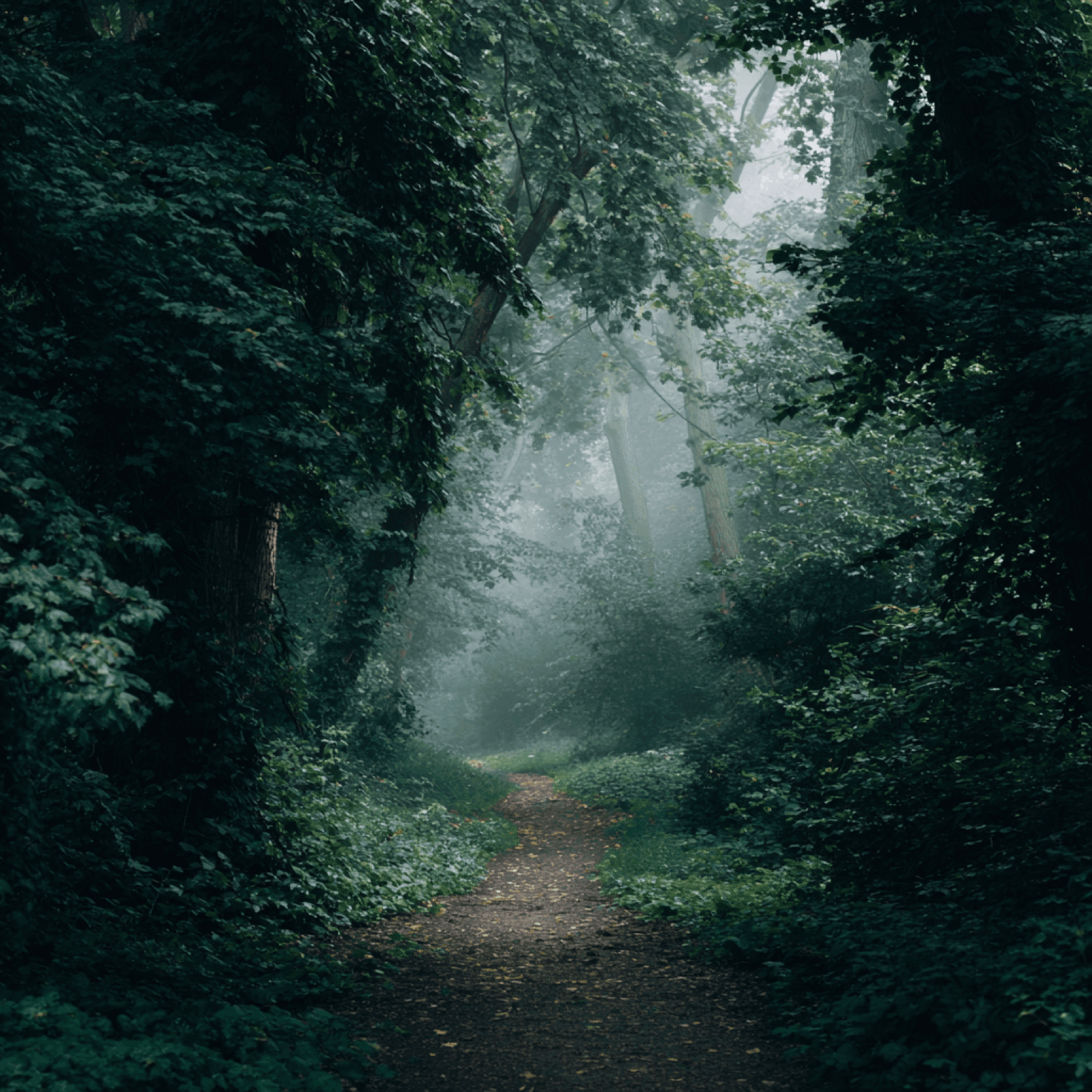 A quiet forest path with light ahead
